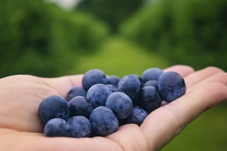 Jagody mogą mieć ujemny ślad weglowy i wpływ na klimat (fot. Joshua Woroniecki, Pixabay)